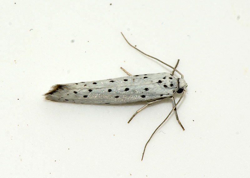Yponomeuta sp.